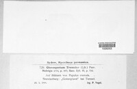 Titaeosporina tremulae image